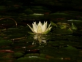 zi